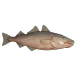 PEIXE EXEMPLAR DE BACALHAU