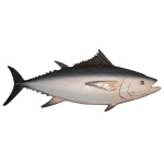 PEIXE ATUM